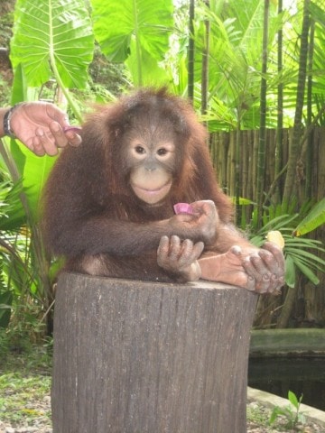 adventures-with-primates-and-lessons-in-avoiding-monkey-bites-2-min