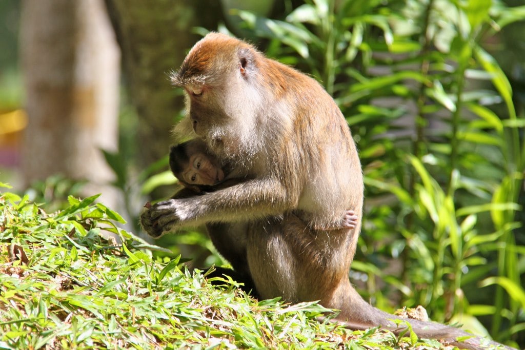 adventures-with-primates-and-lessons-in-avoiding-monkey-bites-1-min